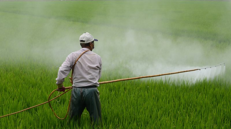 El uso de herbicidas pre-emergentes es determinante para lograr manejar el raigrás resistente