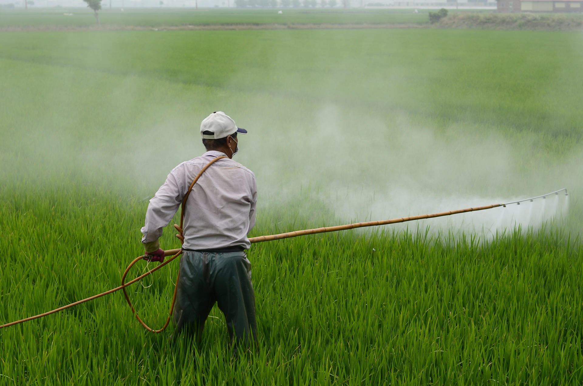El uso de herbicidas pre-emergentes es determinante para lograr manejar el raigrás resistente