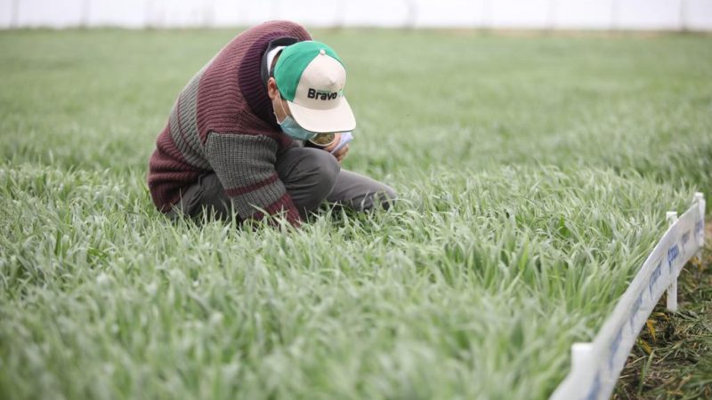 Proquimur presentó el herbicida Bravo para los cultivos de verano