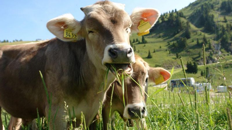 Exportación a Europa de la primera carne carbono neutral en Sudamérica es uruguaya