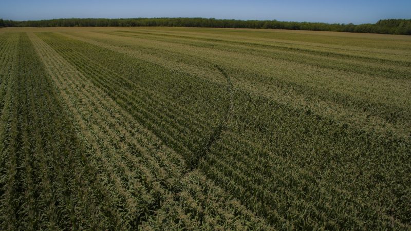 ADP–Agronegocios del Plata apuesta a la investigación para obtener la mejor genética