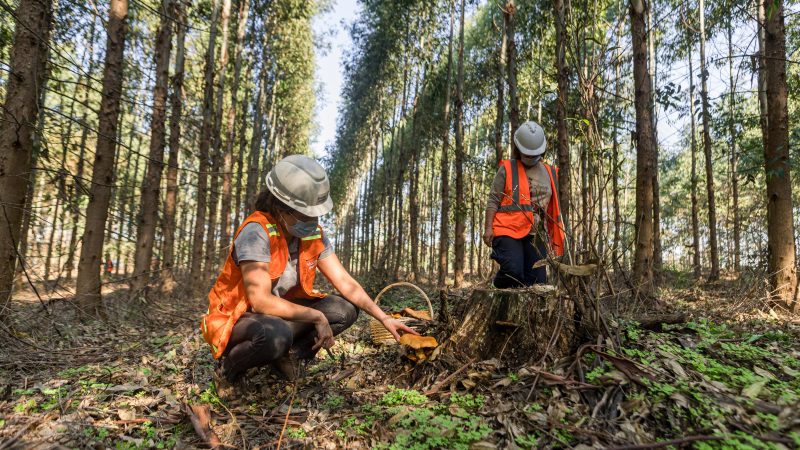 Montes del Plata a través del programa Ruta del Hongo participó de la Fungi Conf