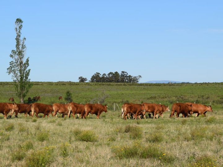 CNFR elaboró un audiovisual con consejos para productores sobre buenas prácticas ganaderas en primavera