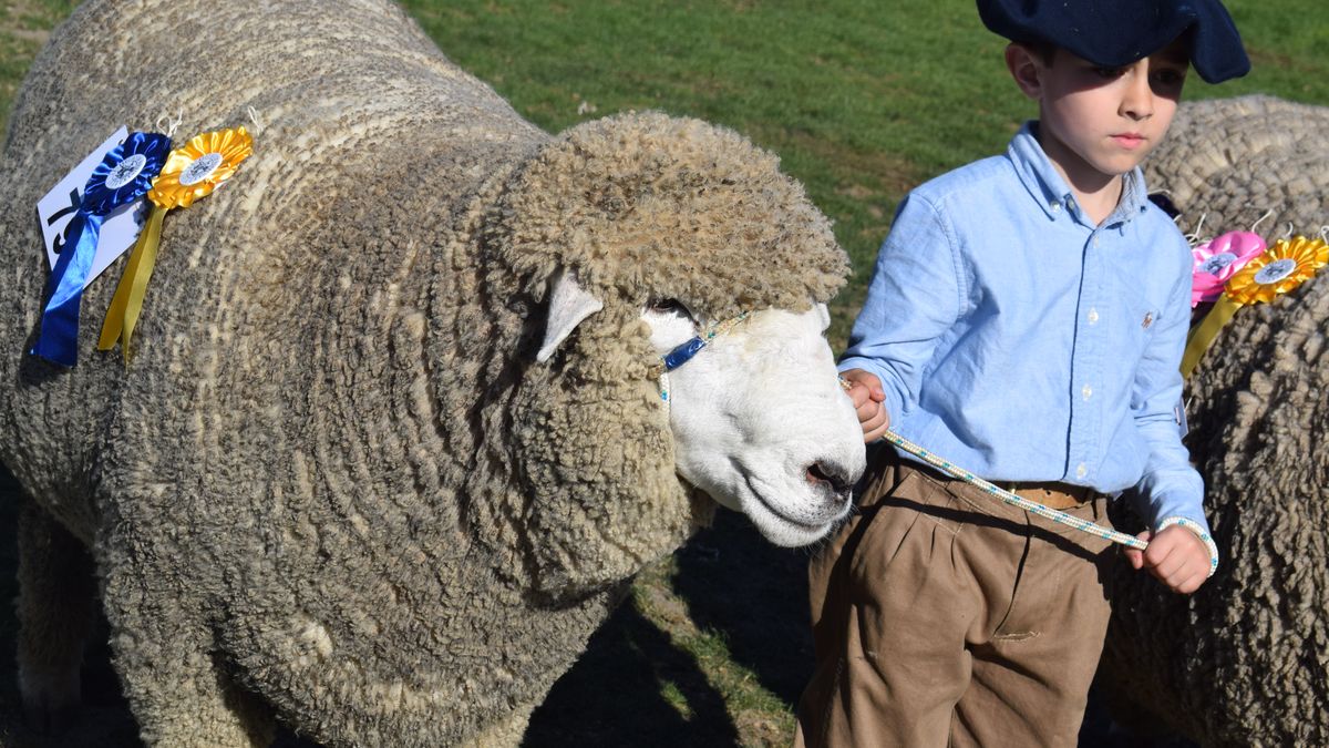 Juan Aparicio en la pista Corriedale de la Rural del Prado: lejos de las pantallas y cerca de la vida