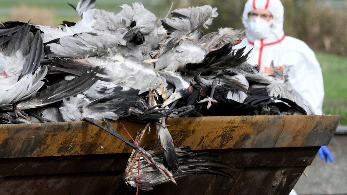 Preocupación en Europa, medio millón de aves de corral sacrificadas en Alemania por gripe aviar