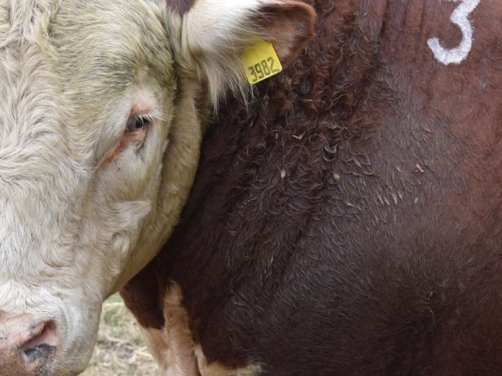 Ánimo del sector ganadero arriba de las nubes por señales en Alemania y en las pistas de remates de toros