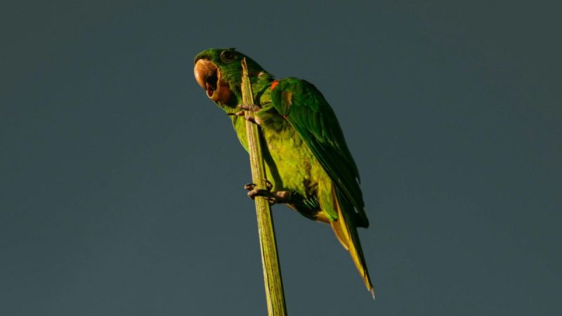Cardoban y el Ejército uruguayo, la propuesta del senador Da Silva para el combate a la cotorra de campo