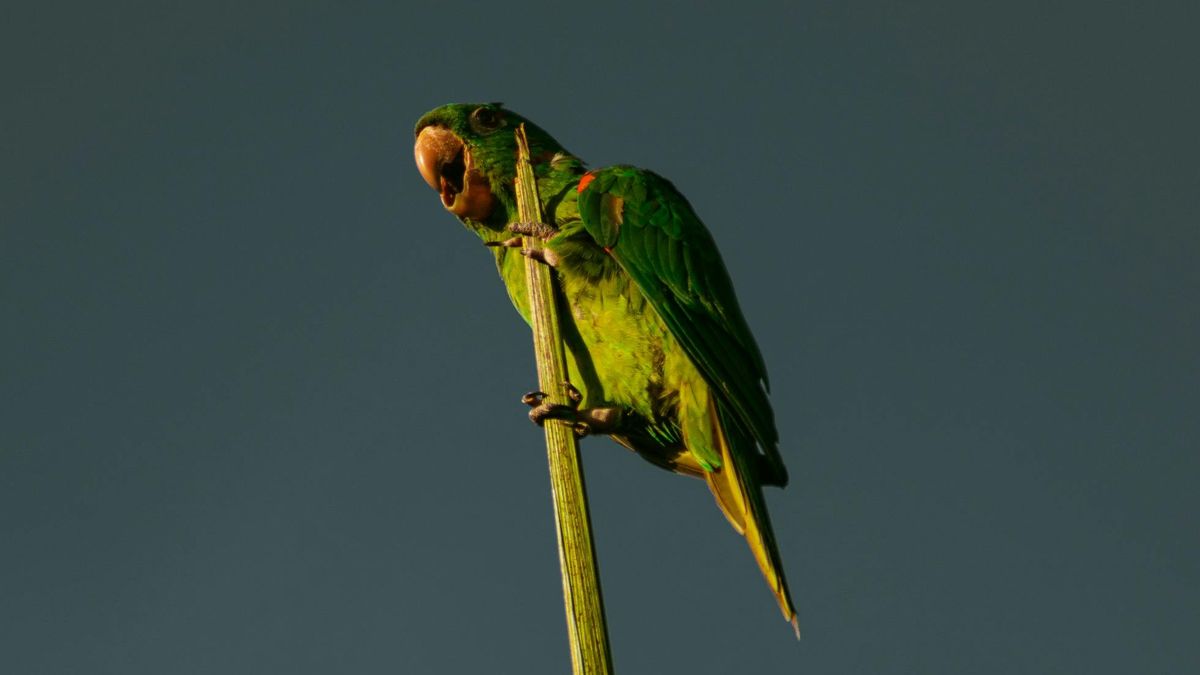 Cardoban y el Ejército uruguayo, la propuesta del senador Da Silva para el combate a la cotorra de campo