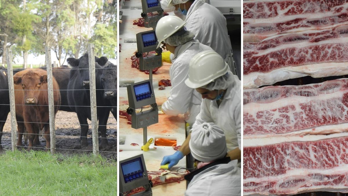 Exportaciones de carnes: en 10 meses Uruguay obtuvo más ingresos que en todo 2024