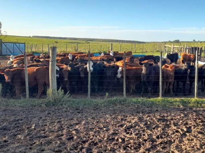 Vive en una zona rural donde nunca pasa nada, pero una noche se le llevaron 14 vacas Angus con sus 14 terneros