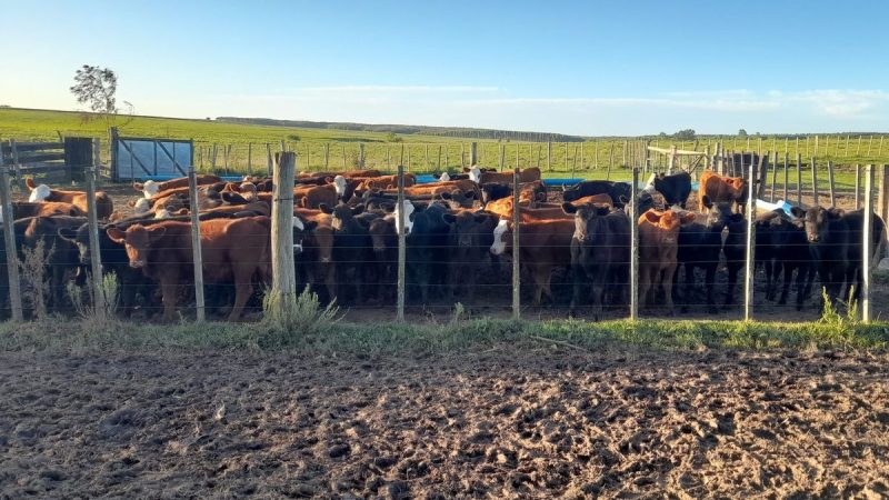 Vive en una zona rural donde nunca pasa nada, pero una noche se le llevaron 14 vacas Angus con sus 14 terneros