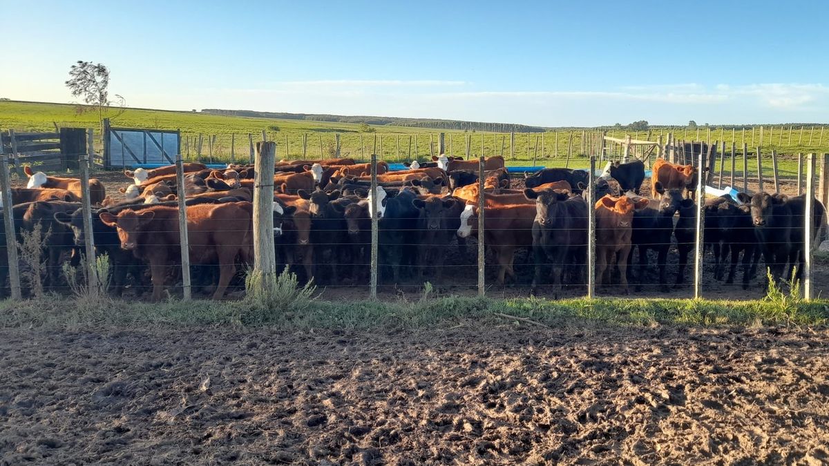 Vive en una zona rural donde nunca pasa nada, pero una noche se le llevaron 14 vacas Angus con sus 14 terneros