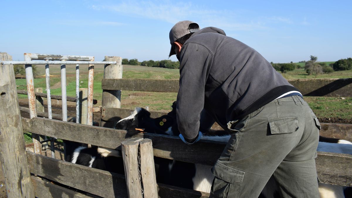 La Federación Rural cuestionó al Estado por un nuevo atropello a la cadena productiva