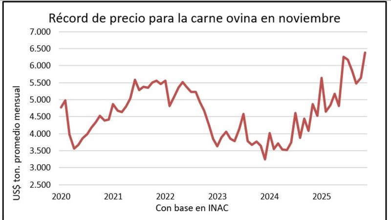Sonrisas en el rubro ovino: lana, carne y hacienda cierran 2025 con los precios más altos en años