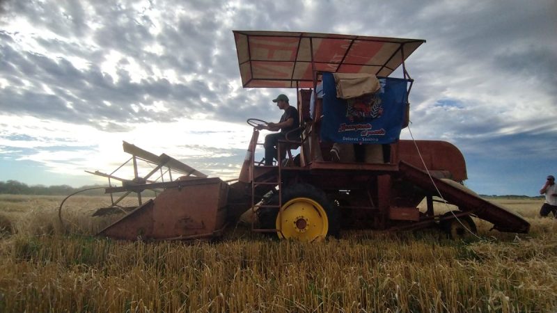 Primera demostración de la trilla original de trigo: fierros viejos del agro uruguayo volvieron a la cancha