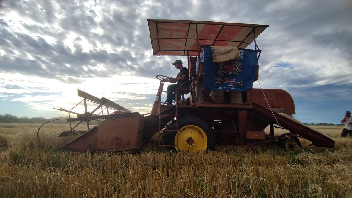 Primera demostración de la trilla original de trigo: fierros viejos del agro uruguayo volvieron a la cancha