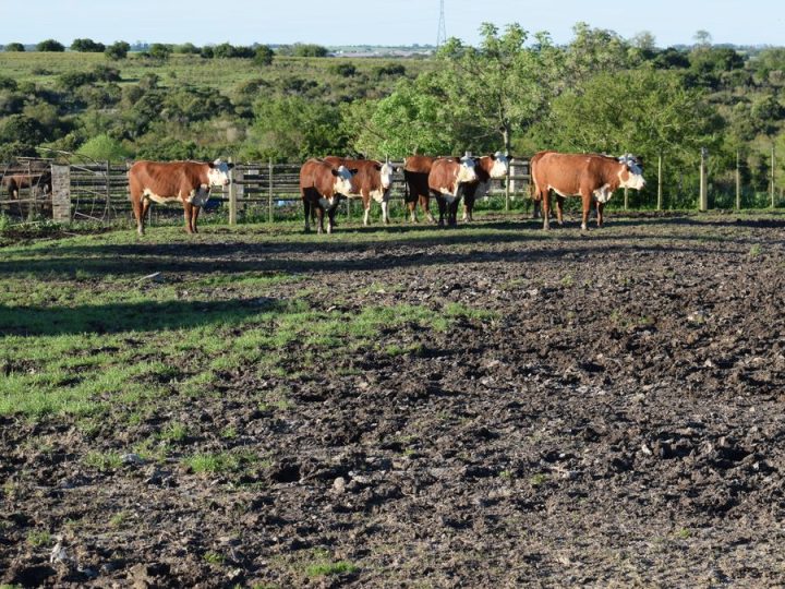 Cierra un 2025 histórico para la ganadería uruguaya