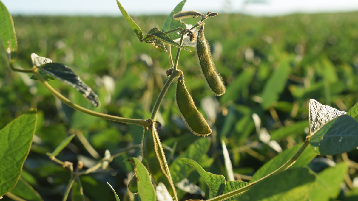 Se disparan los precios de la soja, el trigo y la colza por la guerra y el salto del petróleo