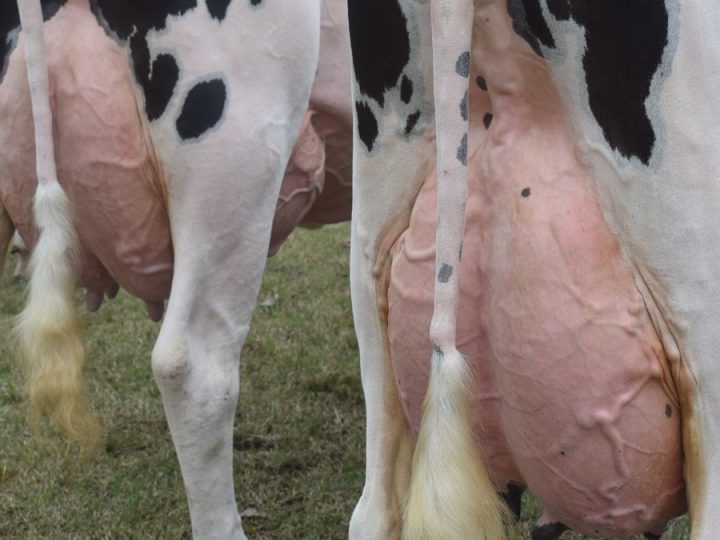 La máquina uruguaya de leche sigue mandando cada vez más materia prima a la industria