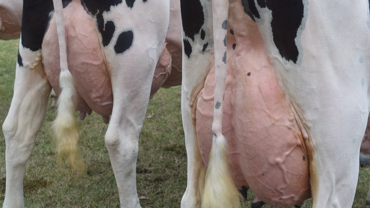 La máquina uruguaya de leche sigue mandando cada vez más materia prima a la industria