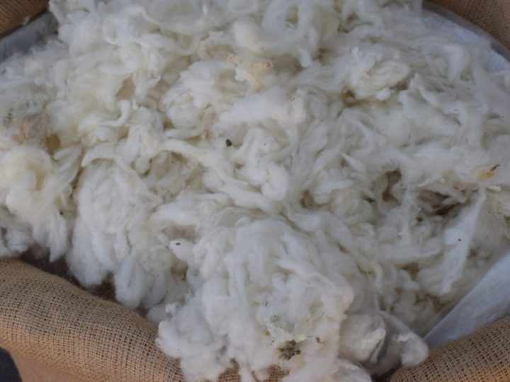 Fuerte suba del precio de la lana por segunda semana y los ovinos logran US$ 6 por kilo de cordero