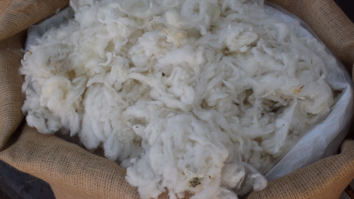 Fuerte suba del precio de la lana por segunda semana y los ovinos logran US$ 6 por kilo de cordero