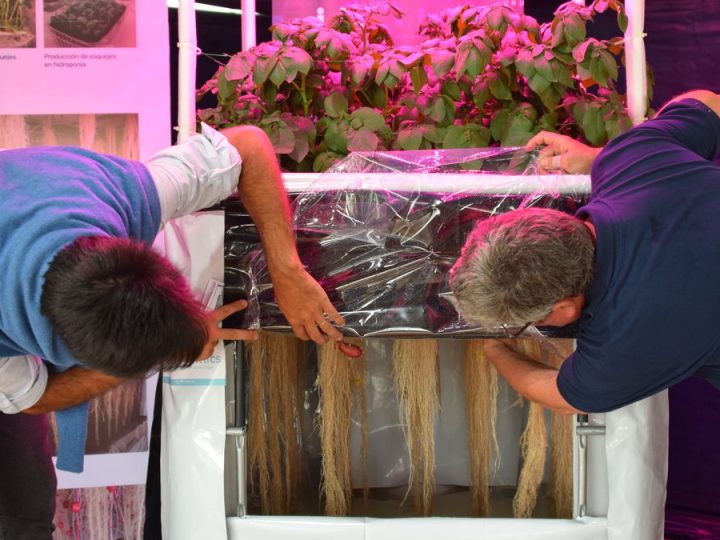 INIA exhibe en Melilla un sistema que mejora la disponibilidad de semilla certificada de papa