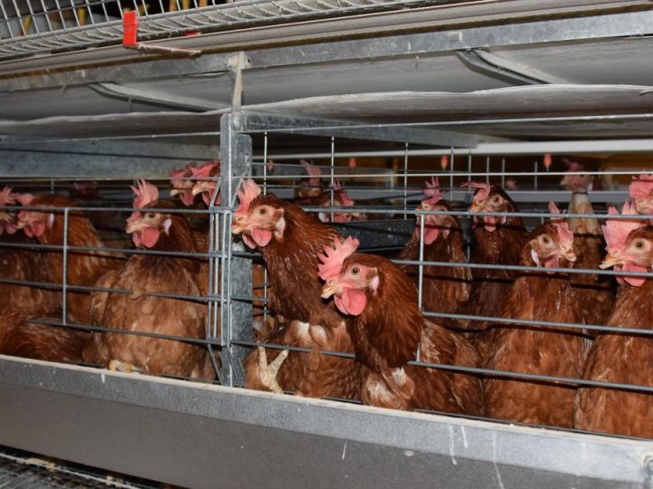 Lo que dijo Fratti sobre la gripe aviar en Uruguay, con una felicitación y enseguida un ruego