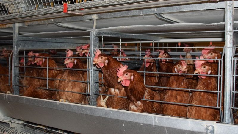 Lo que dijo Fratti sobre la gripe aviar en Uruguay, con una felicitación y enseguida un ruego