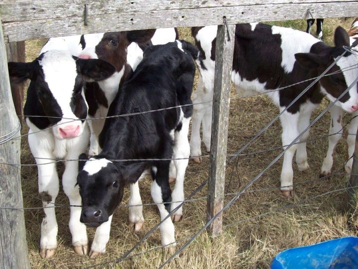 La estrategia para reducir la muerte de los terneros en los tambos