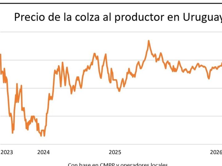 La colza se despega aún más en el mercado de granos justo cuando se activa la siembra en campos uruguayos