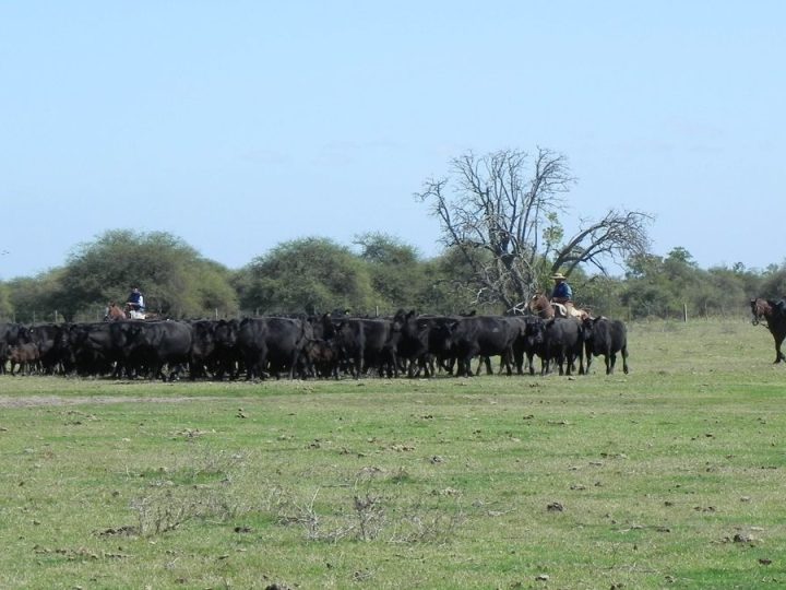 El tesoro del agro en Uruguay, en un año de festejo, se juega su futuro