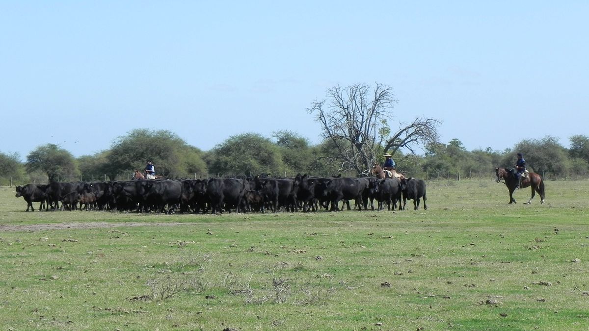 El tesoro del agro en Uruguay, en un año de festejo, se juega su futuro