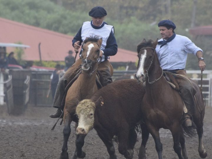Todo listo para que en la Rural del Prado arranque el "Mundial de Caballos Criollos"
