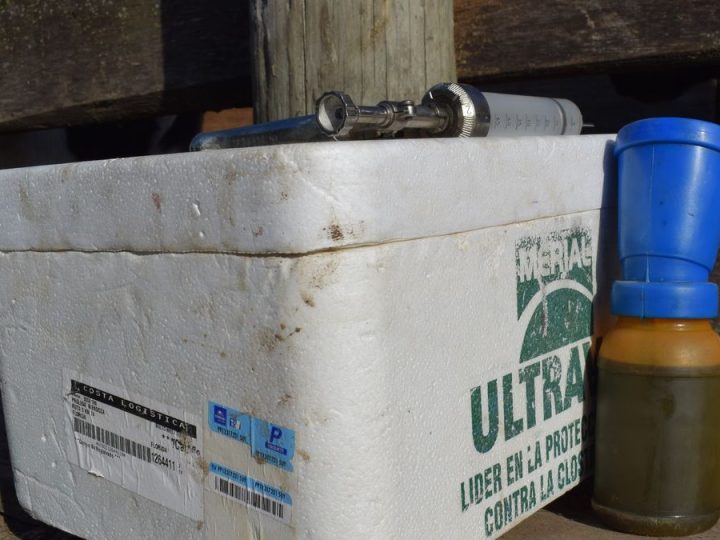 Llega otra vacunación contra la fiebre aftosa con buenas prácticas recomendadas y una exigencia especial