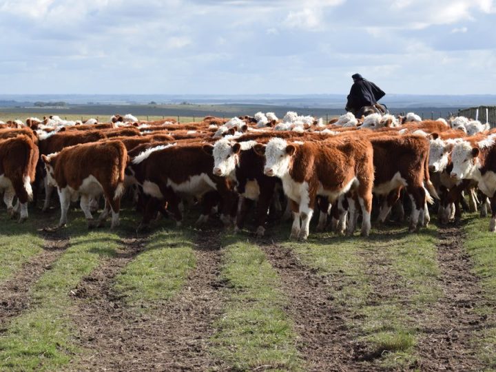 Más bovinos, menos ovinos y vacas lecheras y más equinos, los nuevos datos oficiales del stock animal uruguayo
