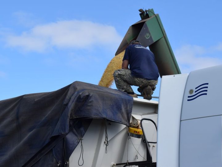 Arranca un ciclo de precios alcista para las materias primas agrícolas, pero por ahora los costos van adelante