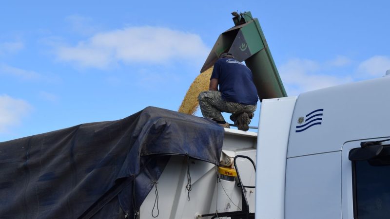 Arranca un ciclo de precios alcista para las materias primas agrícolas, pero por ahora los costos van adelante