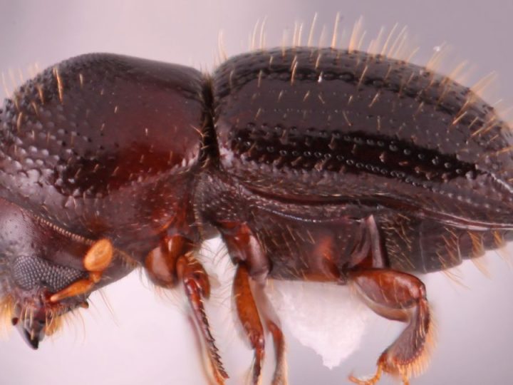 El picudo rojo no está solo: aceleran la movida para controlar otra plaga forestal, el escarabajo E fornicatus