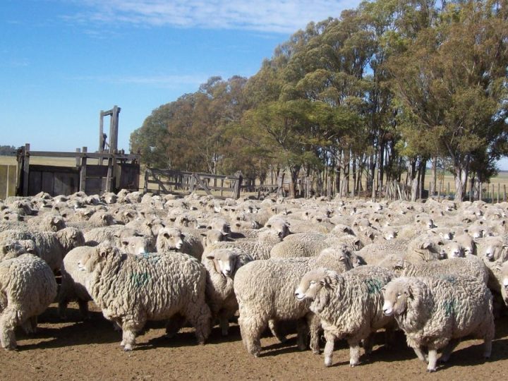 El precio de la carne ovina lleva siete semanas a la baja y el de la lana se equilibra