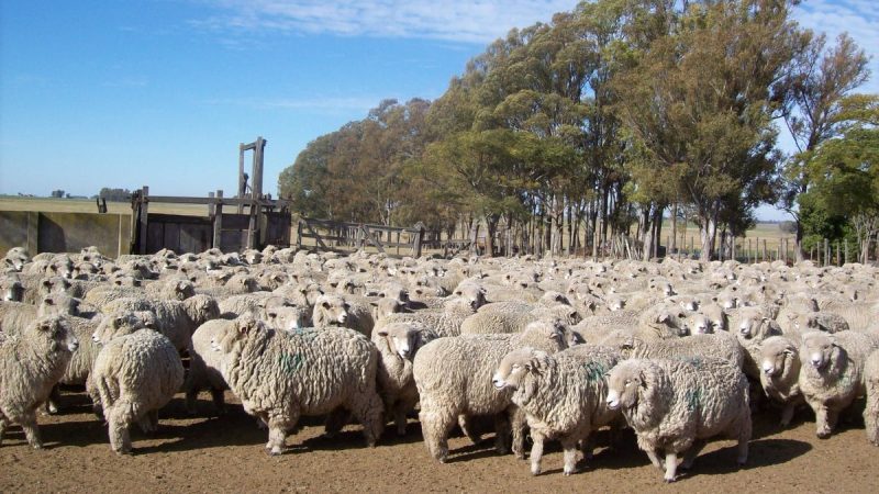 El precio de la carne ovina lleva siete semanas a la baja y el de la lana se equilibra