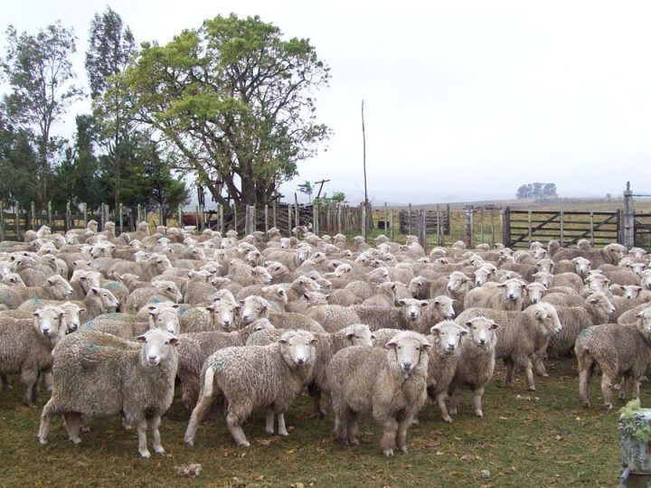 Semana histórica para el rubro ovino con nuevos precios máximos de carne y lana