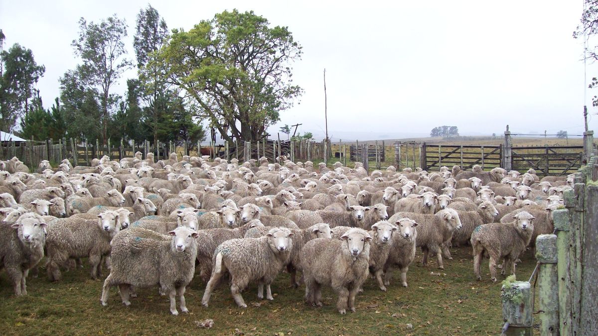 Semana histórica para el rubro ovino con nuevos precios máximos de carne y lana