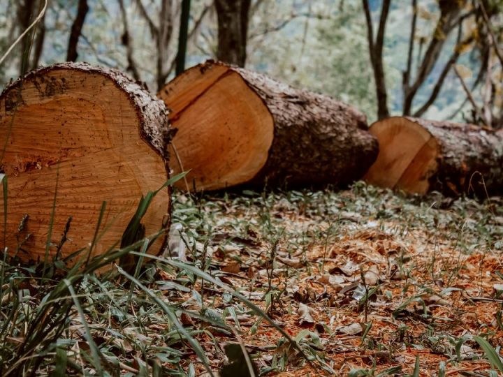 La destrucción de bosques tropicales se moderó en 2025, pero preocupa