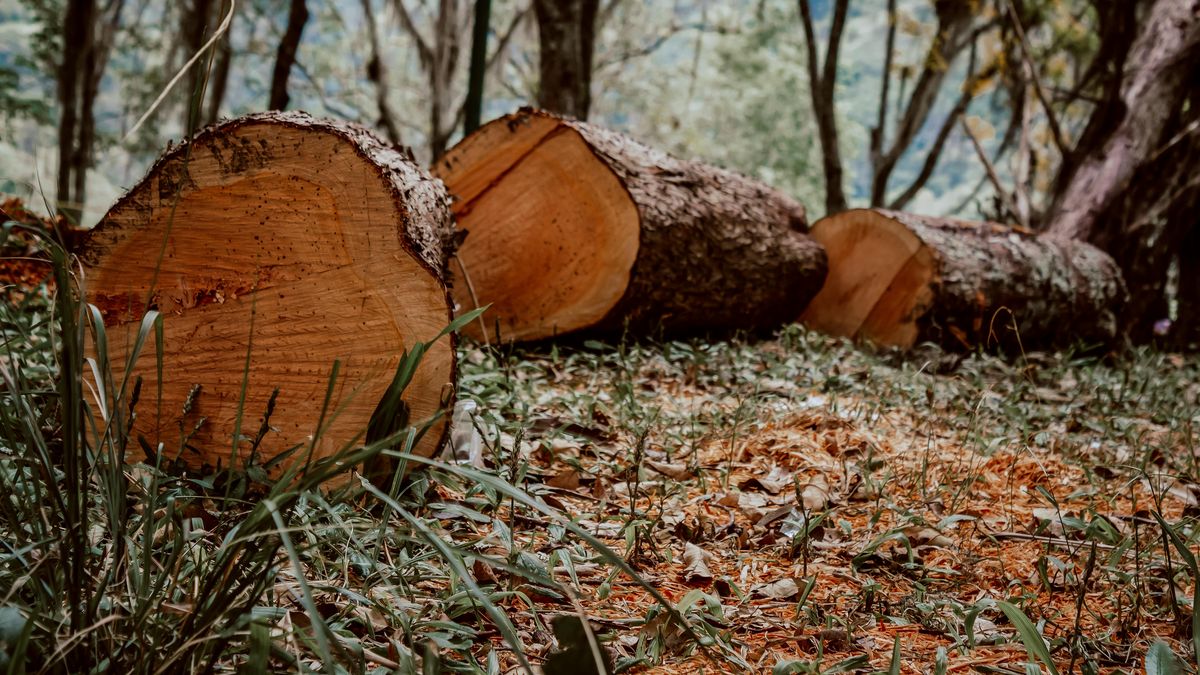 La destrucción de bosques tropicales se moderó en 2025, pero preocupa