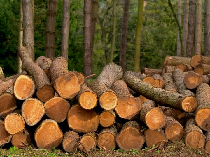 Empresa forestal colocó certificados de participación por US$ 71,3 millones