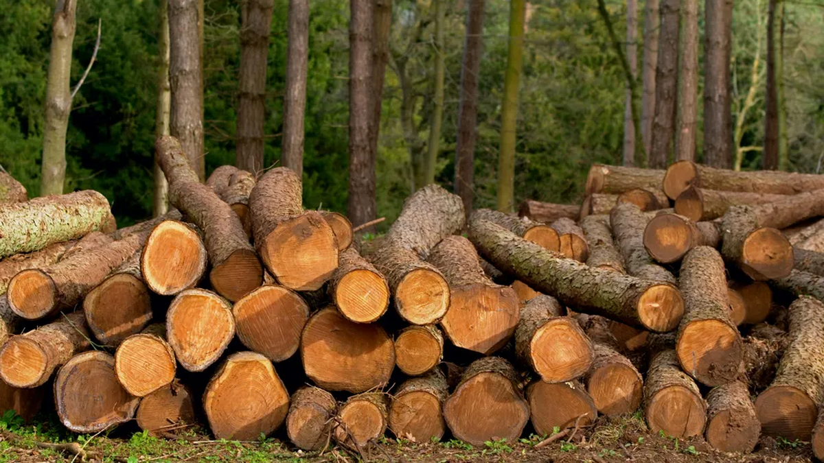 Empresa forestal colocó certificados de participación por US$ 71,3 millones