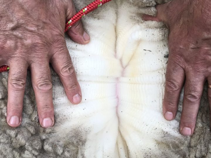 En las lanas, por lo que se manda a faena y en la carne ovina los precios siguen positivos