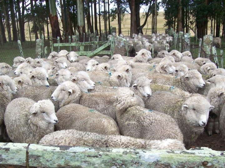Rubro ovino con precios máximos y oferta mínima en lanas y en corderos