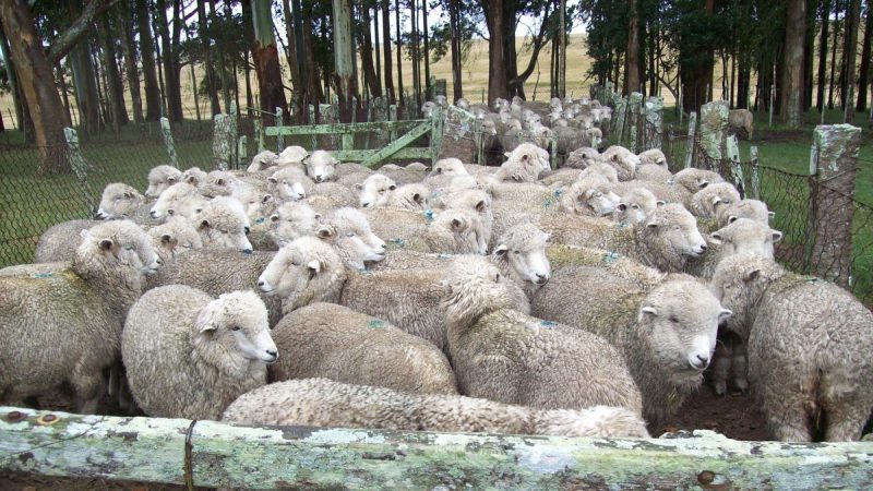 Rubro ovino con precios máximos y oferta mínima en lanas y en corderos